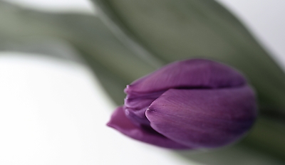 Tulpe violett