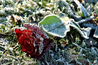 Frozen Rose