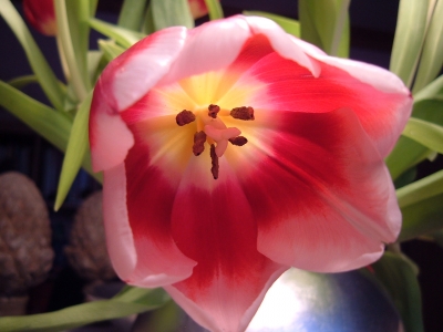 Tulpe 1