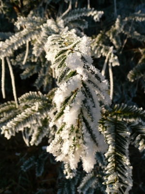 Verschneiter Tannenzweig