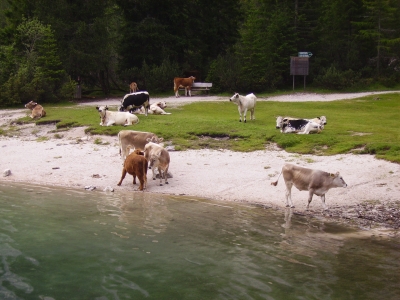 Kühe am Wildsee