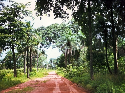 Eine typische Strasse in Urwald von Senegal