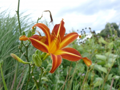 Blüten und Pflanzen1