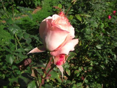 Rose / 1