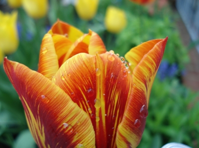 Tulpe mit Wassertropfen