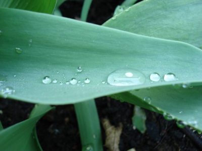 Wassertropfen auf Blatt