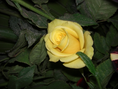 Rose / 4