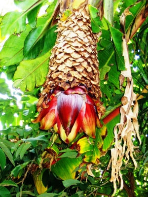 Die Blüte einer Bananenstaude