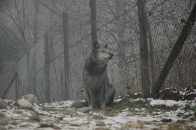 Tundrawolf01