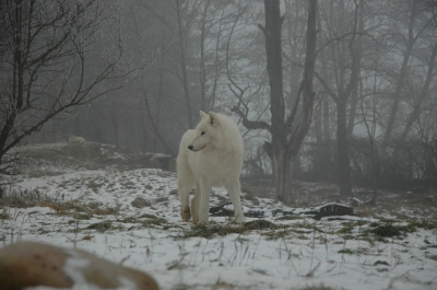 Polarwolf02