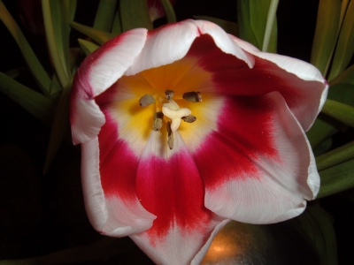 Tulpe 2