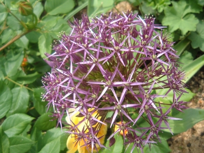 Allium christophii