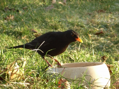 Amsel