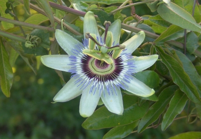 Passiflora caerulea