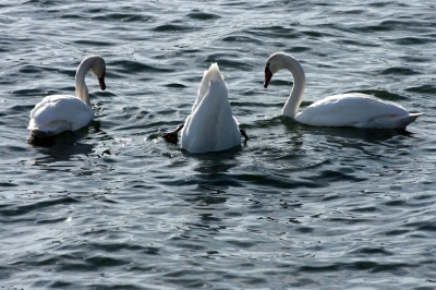 Wasservogel 10