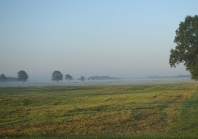 Heuweiden im Morgennebel