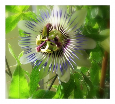 Passiflora