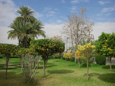 Apfelsinen-Bäume in Marrakesch