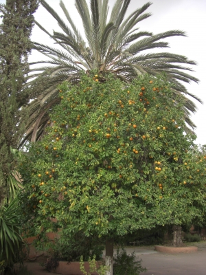 Apfelsinen-Bäume in Marrakesch / 2