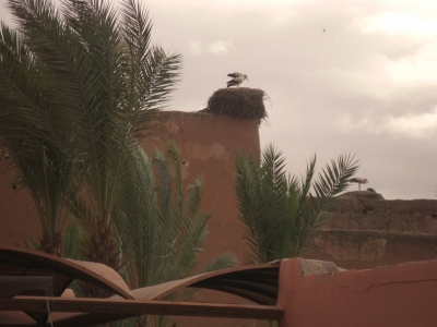 Störche auf der Stadtmauer / Marrakesch - 2