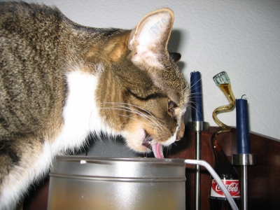 trinkende Katze