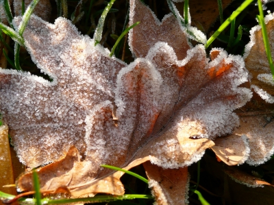 Herbstlaub vereist