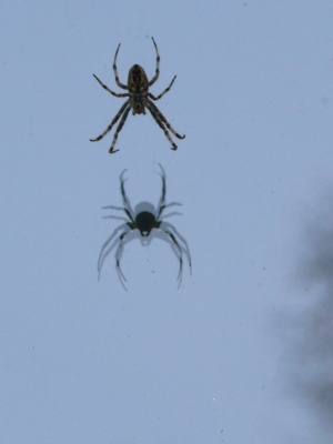 Spinne mit Spiegelbild