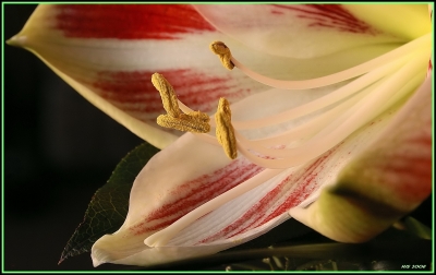 Blüte (Amaryllis)