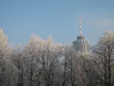 Maiskolben im Nebel