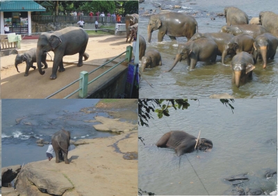Urlaub auf Sri Lanka, Elefantenwaisenhaus