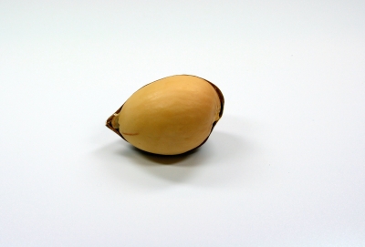Avocado 3