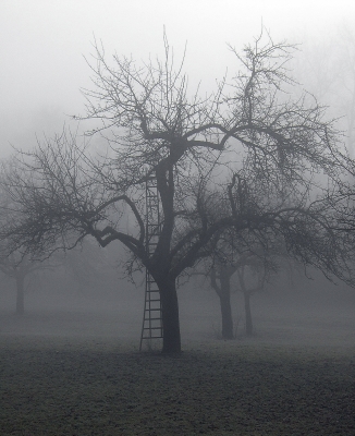 Apfelbaum   Spaziergang im Nebel 2