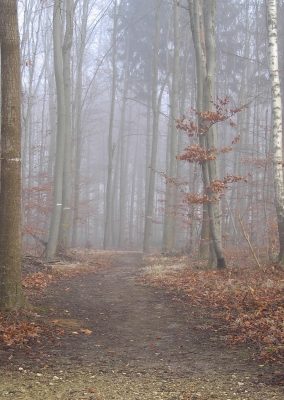 Nebelwald  Spaziergang im Nebel 4