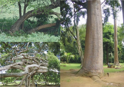 Bäume auf Sri Lanka