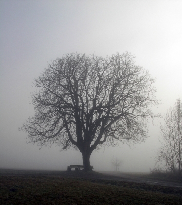 Geisterbaum  Spaziergang im Nebel 8