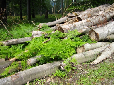 Farn im Baumstammstapel