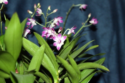 Kleinblütige Orchidee