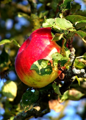 Saftiger Apfel an uraltem Apfelbaum