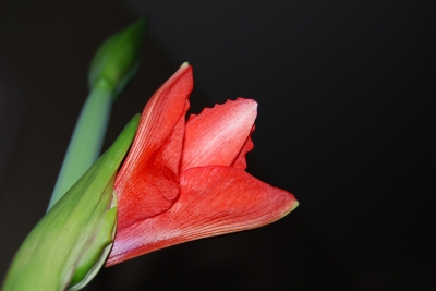 Ritterstern/Amaryllis 2