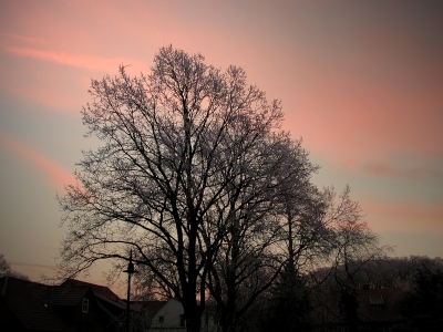 Baum in der Abendsonne