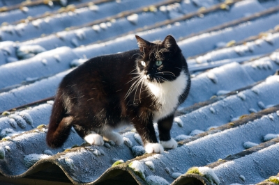 Die Katze auf dem kalten Belchdach