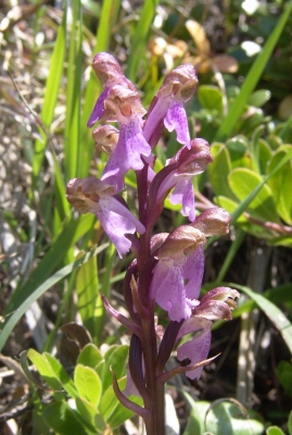 Orchis spitzelii