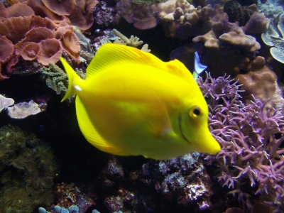 Gelber Segeldoktorfisch