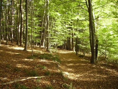 Schöner Wald