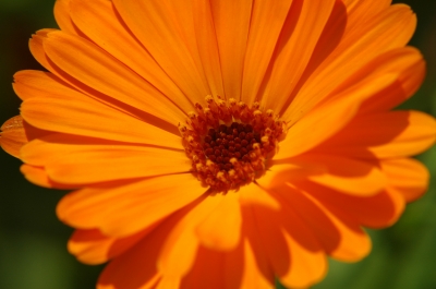 Blüte in orange