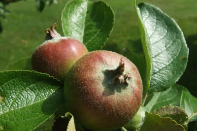 Apfel-Jüngling