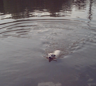 schwimmender kleiner Hund..