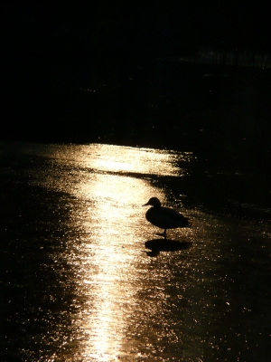 Ente im Gegenlicht