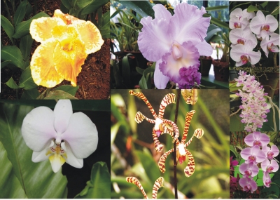 Orchideen aus dem Botanischen Garten in Sri Lanka