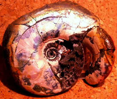 Ammoniten 3